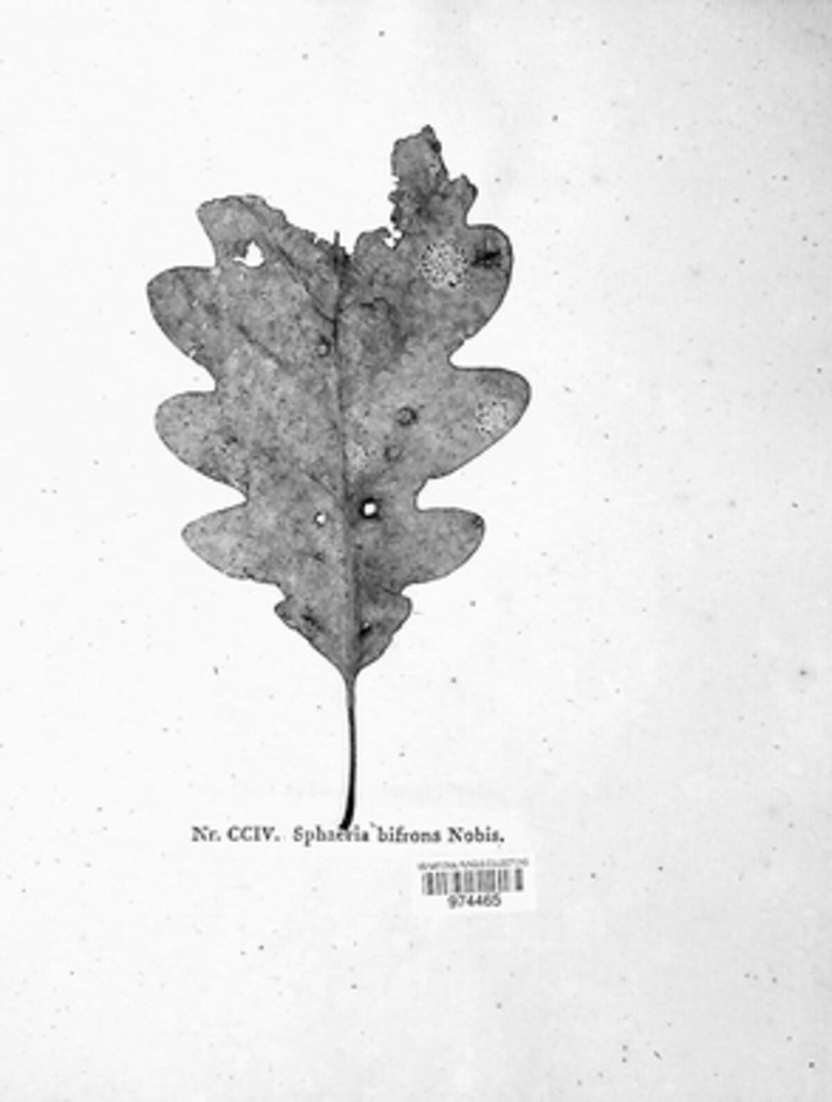Hypospilina bifrons image